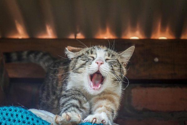 Croquettes pour furet : la nutrition optimale en un paquet