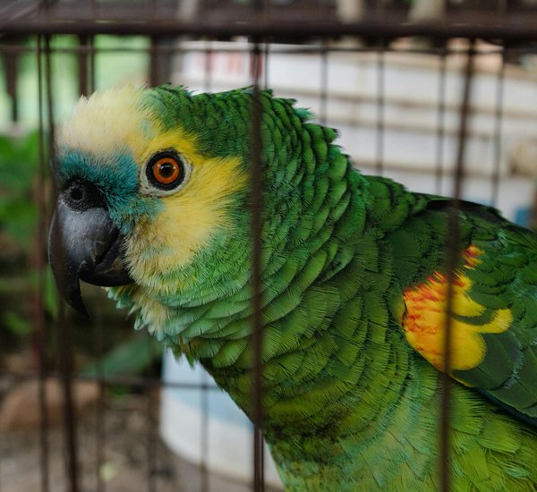 Le deuil animalier : trouver soutien et réconfort ensemble