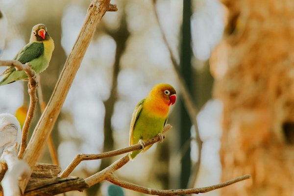 Guide d'achat : comment choisir et où acheter les meilleures croquettes françaises ?