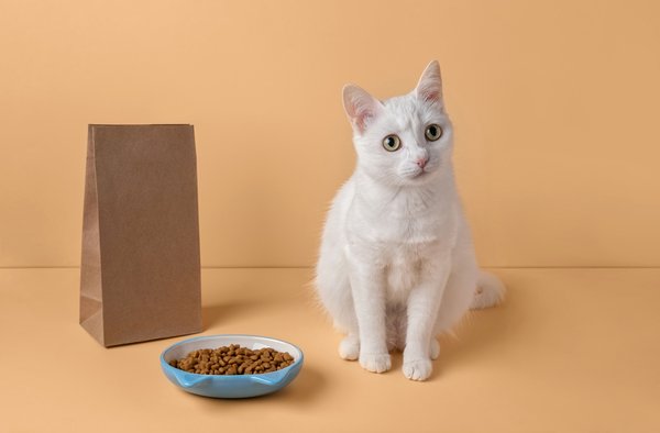 Croquettes pour chat : les clés d'une alimentation équilibrée