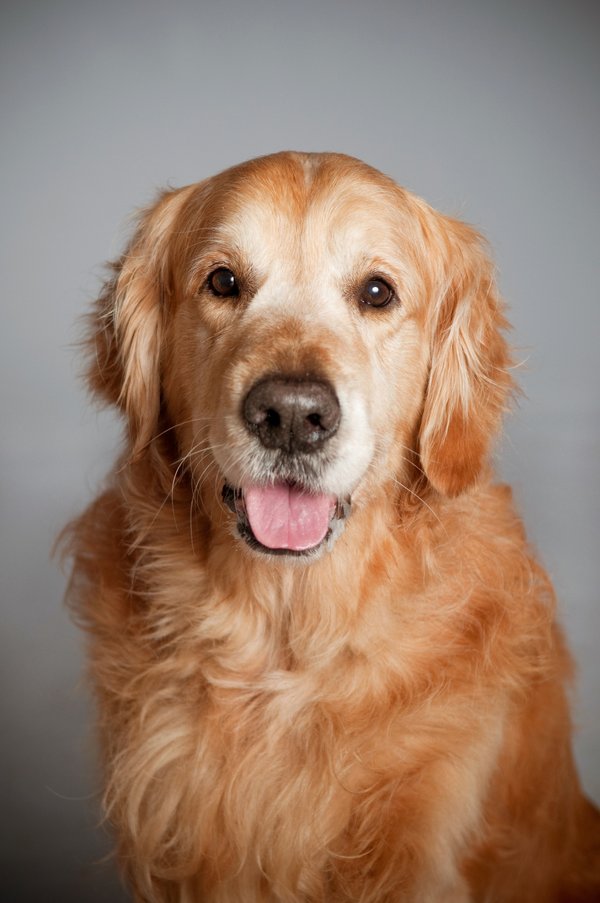 Les secrets du golden retriever, le chien idéal pour votre famille